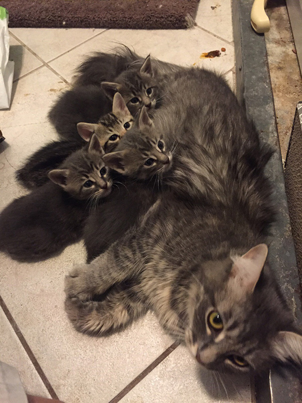 Cicamamák a kölykeikkel