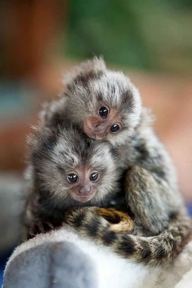 Aranyos állatpárok - testvéri szeretet az állatvilágban