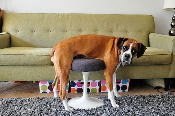 Vicces állatos képek - Állatok a bútorok fogságában