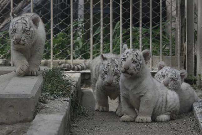 Fehér tigris kölykök