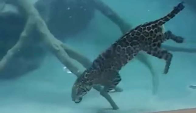 Jaguár a víz alatt