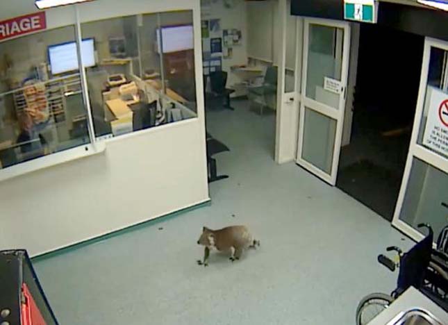 Koala sétált be a kórházba