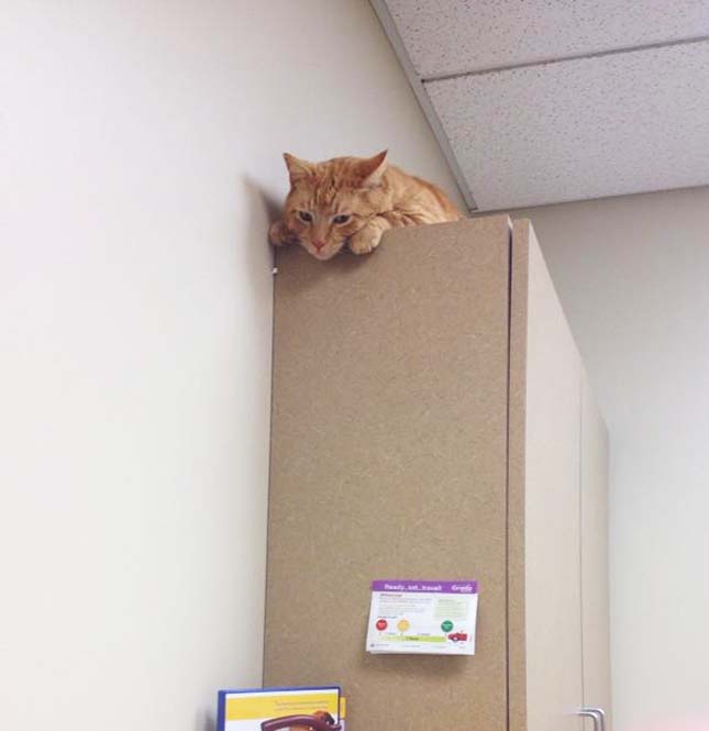 Macskák az állatorvosnál