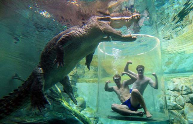 Merülés krokodilokkal