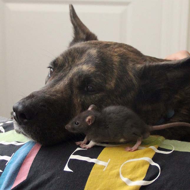 Patkány és kutya barátság