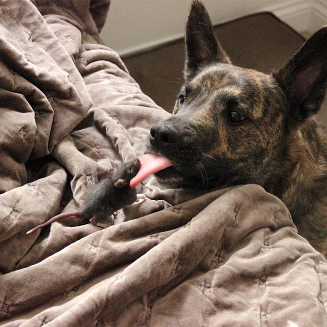 Patkány és kutya barátság