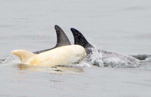 Rendkívül ritka albínó delfint figyeltek meg Kaliforniában