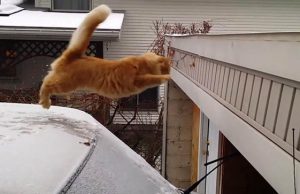 Mindenki ezen a pórul járt macskán nevet!