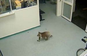 Koala sétált be egy ausztrál kórházba