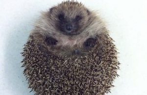 Egy süni küzdelme az elindulással