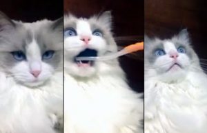 Így reagál a macska a fogmosásra
