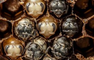 Elképesztő videó a méhek születéséről