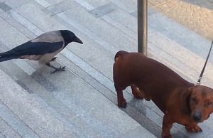 Oktatófilm a tökéletes bosszantáshoz, főszerepben egy gazfikcó varjúval