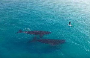 Lenyűgöző drónvideó – találkozás a déli simabálnákkal