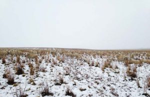 Ötszáz birka rejtőzik ezeken a fotókon