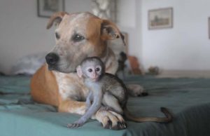 Kutyájukkal együtt utazza be a világot egy házaspár, hogy bajban lévő állatokon segítsenek