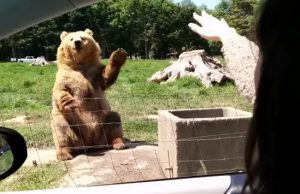 A világ legbarátságosabb medvéje