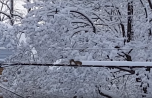 Így takarítja a havat egy mókus – Vicces videó