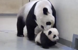 Így tereli vissza a helyére a panda mama a kölykét