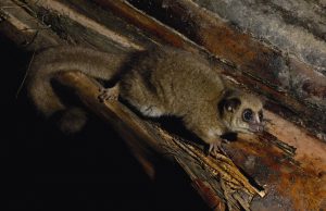 Három új törpemakifajt fedeztek fel Madagaszkáron