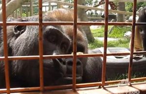 Megbabonázta az emberszabásúakat a kis vendég