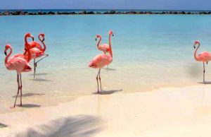 A flamingók tengerpartja a Karib-tengeren található aprócska szigeten