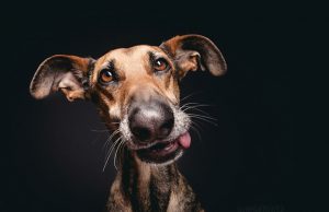 Szenzációs kutyaportrék