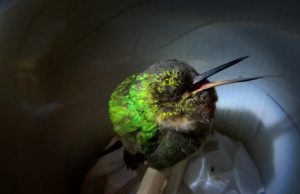 Ilyen aranyosan horkol egy kolibri
