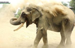 Így ünnepelte kiszabadulását az évtizedeken át fogságban tartott elefánt