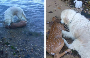 Egy bátor kutya mentette meg a fuldokló kis szarvas életét – videó