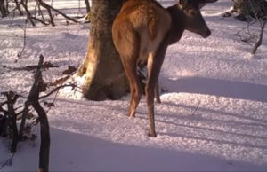 Csodálatos videó mesél az erdő életéről