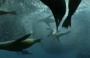 Egy hatalmas bálna vetett véget a tengeri ragadozók közös lakmározásának