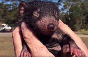 Árnyékként követi szeretett gondozóját a ragaszkodó kis tasman ördög
