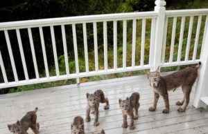 Népes hiúzcsalád foglalta el egy alaszkai férfi teraszát