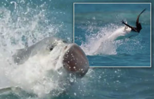 Ritkán látott vadászat – röptében kapta el a gyanútlan madarat az éhes tüskésmakréla