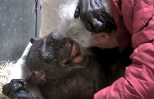 Szívbemarkolóan búcsúzott szeretett gondozójától az idős csimpánz