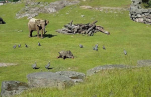 Anyjához rohant vigasztalódni a madarak kergetése közben eleső kiselefánt