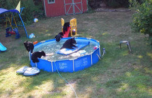 Medvék tartottak medencés bulit egy amerikai család kertjében